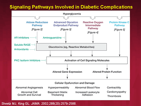 The Pathophysiology Of Cardiovascular Disease And Diabetes