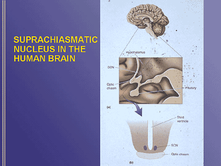 Insomnia and Beyond: The Neurochemical Basis for Targeted Sleep ...