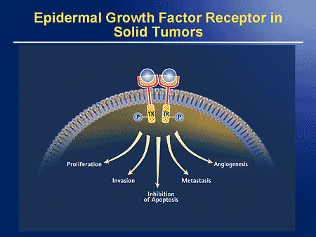 Epidermal Growth Factor Receptor Inhibition: Unanswered Questions and ...