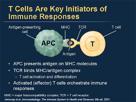 T Cells Are Key Initiators of Immune Responses