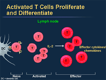 Activated T Cells Proliferate and Differentiate