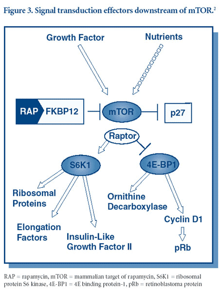 Signal Transduction Inhibition: Current Knowledge, Pathways, and ...