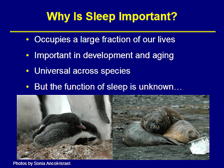 Slide 2. Why Is Sleep Important?