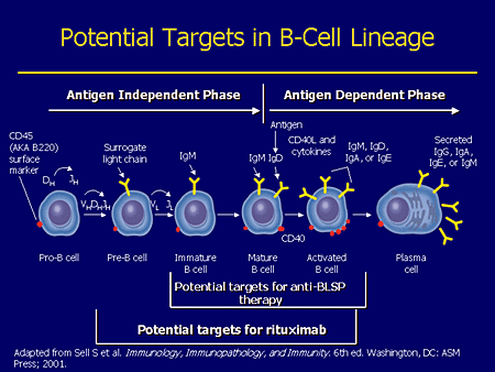 B-Cell Targeted Therapies: The Future Of RA Targeted Management