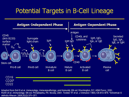 B-Cell Targeted Therapies: Clinical Trials Update