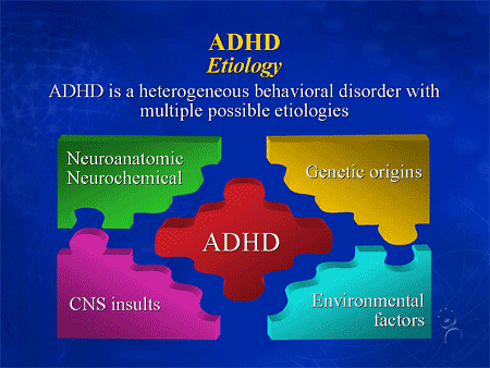 Edhd Exploring the Neurocircuitry of the Brain and Its Impact on Treatment ...