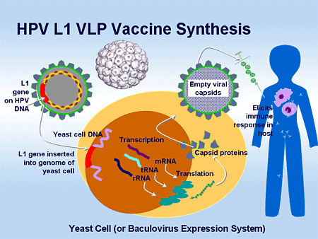 papillomavirus recombinant vaccine