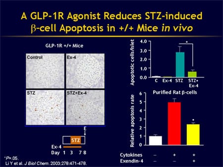 Beautiful view of Incretin Action On Islet Cells