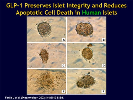 Can Islet Cell Function Be Improved Through Incretin Enhancement? - Incretin Action On Islet Cells