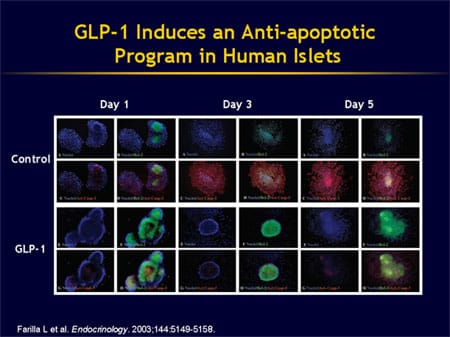 Can Islet Cell Function Be Improved Through Incretin Enhancement? - Incretin Action On Islet Cells