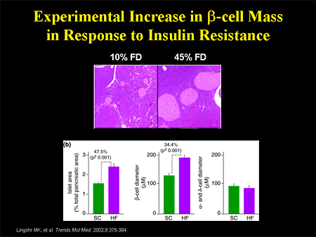 Experimental Increase in Beta-cell Mass in Response to Insulin Resistance