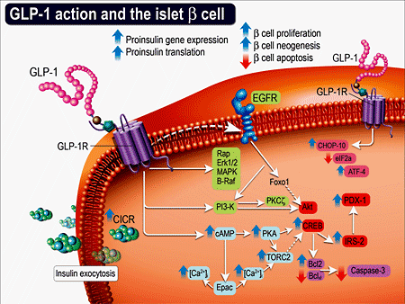 Resurrecting The Beta Cell In Type 2 Diabetes