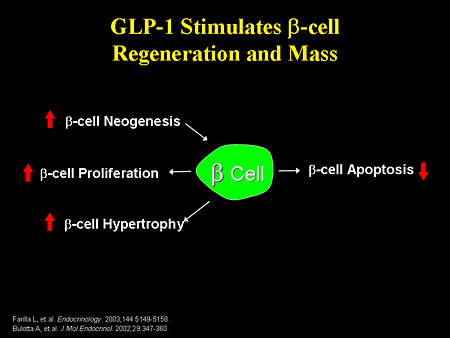 Harnessing beta cell regeneration biology for diabetes therapy