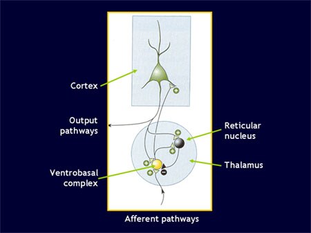 Navigating Neuronal Pathways: Novel Targets for the Management of Sleep ...