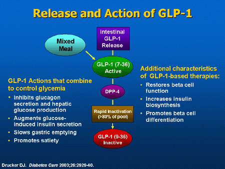 Image showcasing Diabetes and the GI Tract: Important Interrelationships