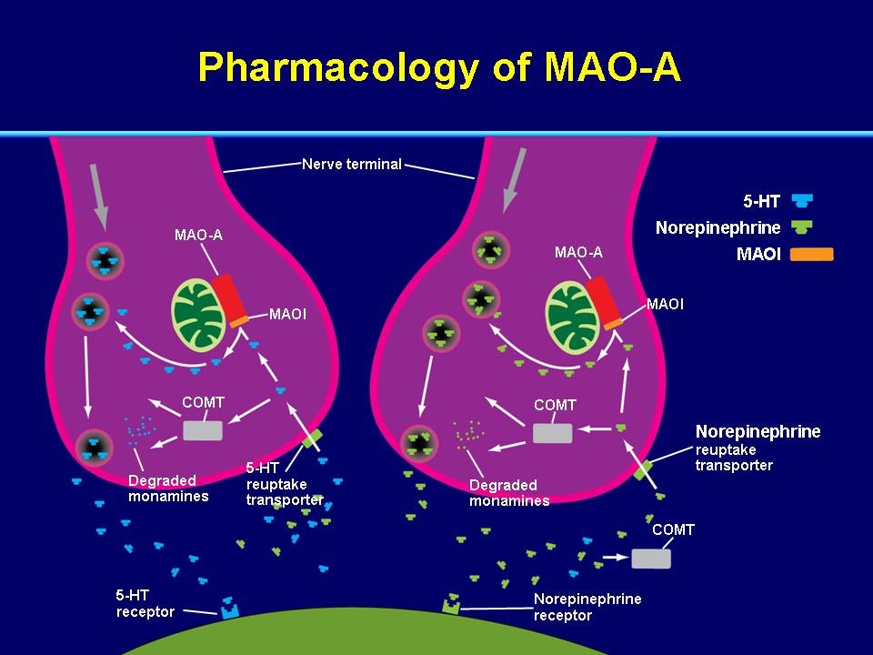 Module 1: Advances In The Biology And Treatment Of Depression