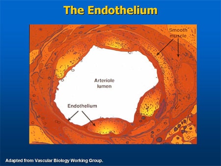 Slide 32. The Endothelium