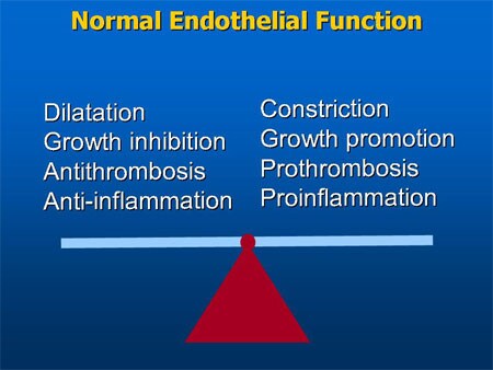 Slide 33. Normal Endothelial Function