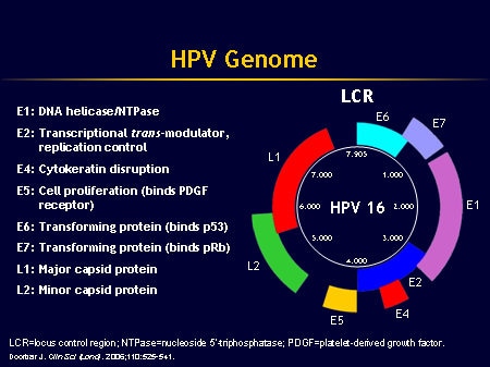 Disease Burden and Health Consequences of HPV Infection (Slides with ...