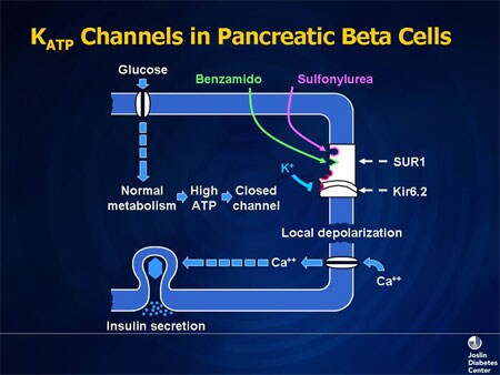 Slide 7. KATP Channels in Pancreatic Beta Cells