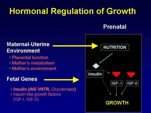 Genetic Determinants of Size at Birth (Slides With Transcript)