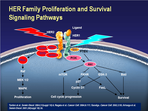 Advances in the Management of Metastatic Breast Cancer; Hormonal ...