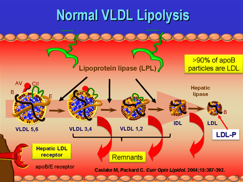 lipid pnl c ldl trig Introduction to Lipids and Lipoproteins Case Study: Not So Specific