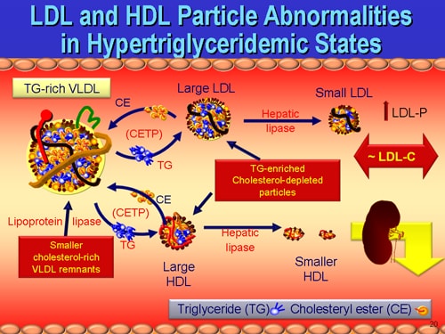 LDL and HDL Cholesterol and Triglycerides