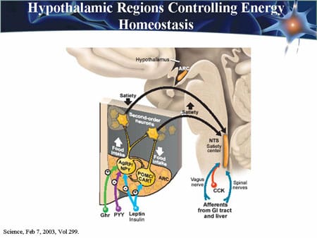 Neurohormonal Regulation of Energy Balance (Slides with Transcript)