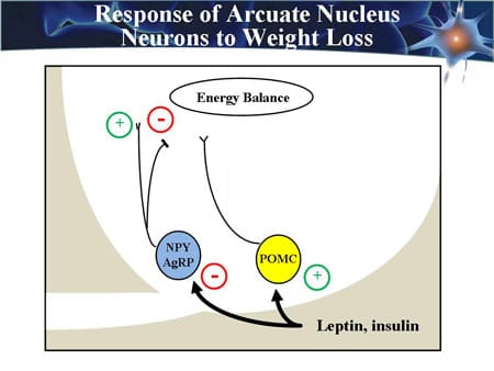 Neurohormonal Regulation of Energy Balance (Slides with Transcript)