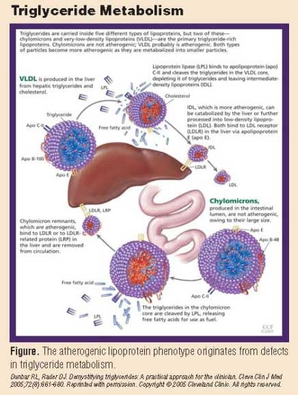 mechanisms-of-action-of-triglyceride-lowering-drugs