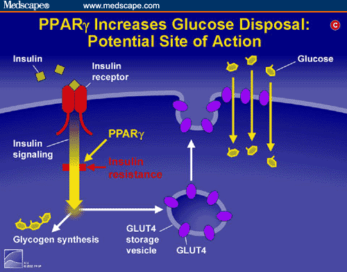 The Present and Future of the Peroxisome Proliferator-Activated Receptors