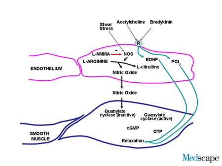 Intrinsic Regulation of Vascular Tone