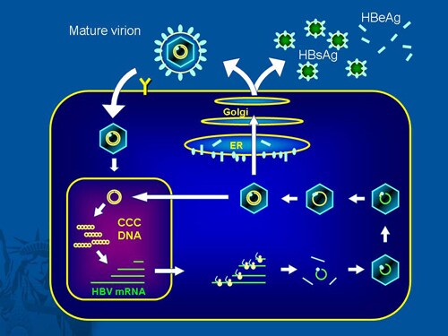 Hepatitis B Coinfection (Slides With Transcript)