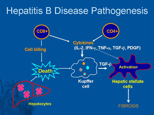 Hepatitis B Coinfection (Slides With Transcript)