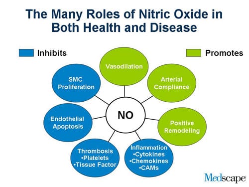 Our Evolving Understanding of the Roles of the Endothelium and Nitric Oxide