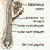 Scalp Hair Characteristics In The Newborn Infant - Page 3