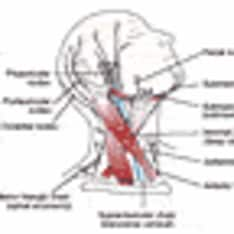 Gelclair (bioadherent oral) dosing, indications, interactions, adverse ...