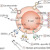 B Cells As Therapeutic Targets In Autoimmune Neurological Disorders ...