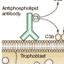 Alternative complement pathway