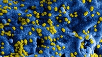 Coronavirus: Fact or Fiction? 