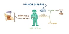 Wilson Disease: Osmosis Study Video