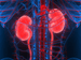 IgA Nephropathy: How Much Do You Know?