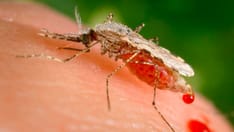 Invasive Mosquitoes Could Unravel Malaria Progress in Africa