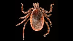 Judge Dismisses Lyme Disease Lawsuit Against IDSA, Doctors, but the Ordeal Has Left Its Scars