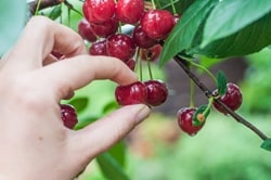 dt_131216_cherry_picking_fruit_250x188.jpg