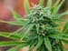 Inhaled Cannabis Promising for Painful Diabetic Neuropathy