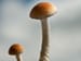 Psychedelic Safe, Possibly Effective for Refractory Depression