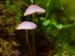 Psilocybin May Be a Psychiatry Game Changer