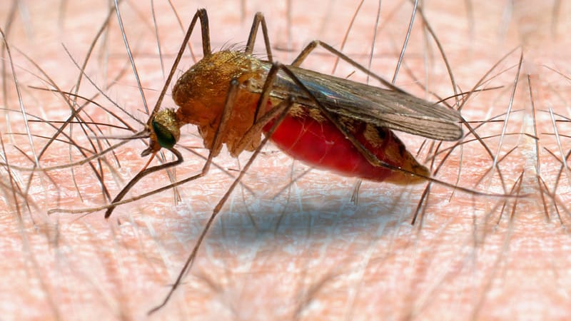 Artesunate Now First-Line Treatment for Severe Malaria in US